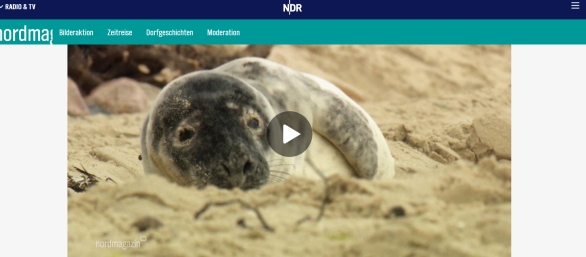 Robben in Ostsee